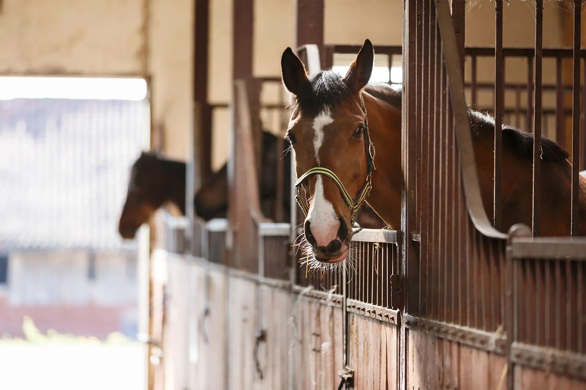 Pferd im Boxenstall bei optimaler Frischluftversorgung