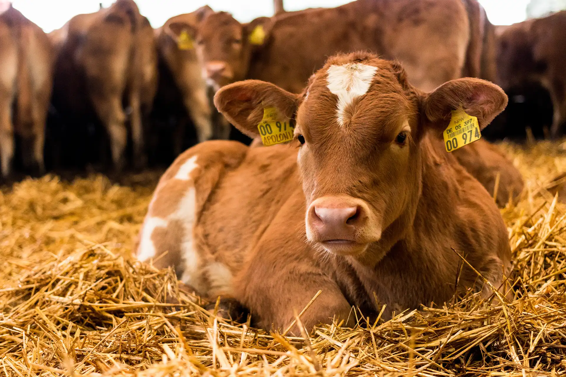 Junges Kalb liegt bei angenehmen Temperaturen im Stroh