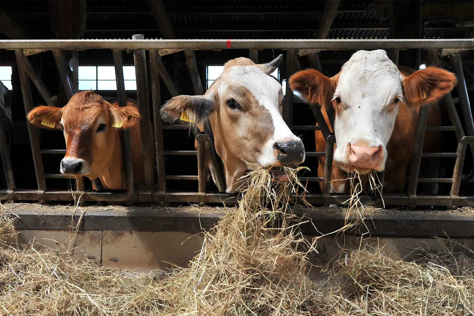 Kühe fressen entspannt bei frischer Stallluft