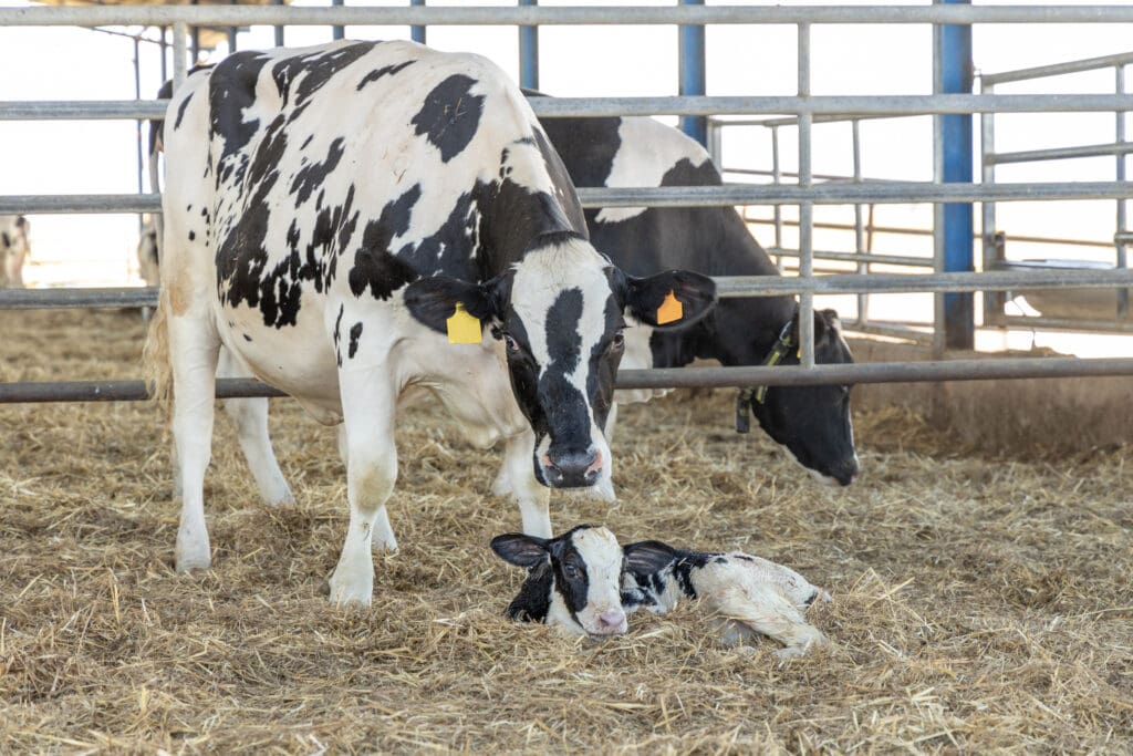 Kuh und frischgeborenes Kalb