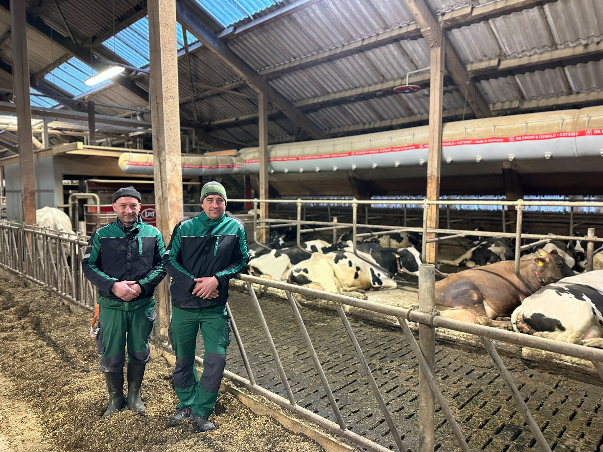 Customer Spitzkunnersdorf with relaxed cows under ventilation hose