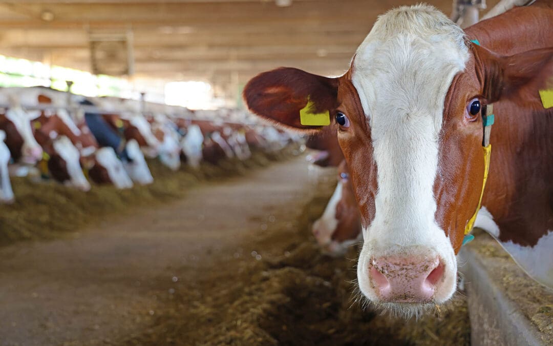Milchkühe im Stall mit Schlauchbelüftung zur Reduzierung von Hitzestress