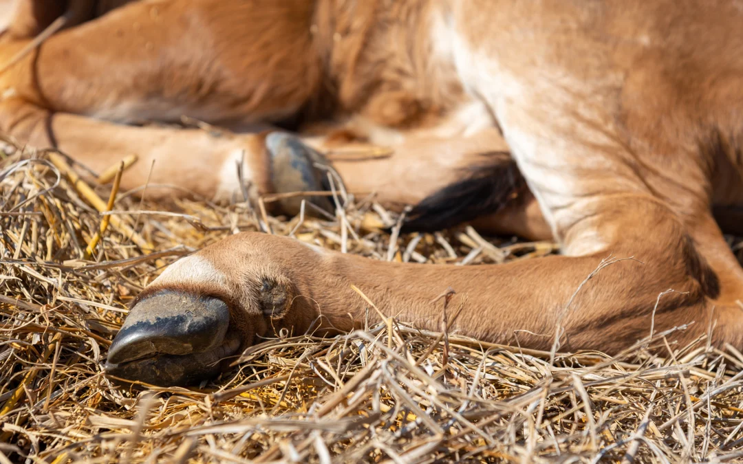 Schlauchbelüftung trägt zu Klauengesundheit bei