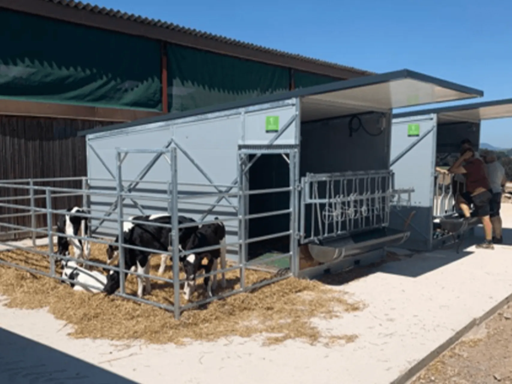 Healthy and resilient calves thanks to optimal design