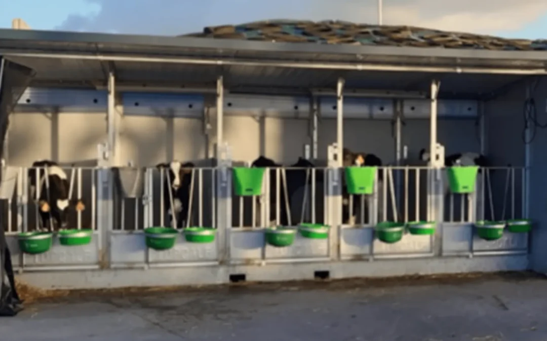 Capanna per vitelli Topcalf Quinto