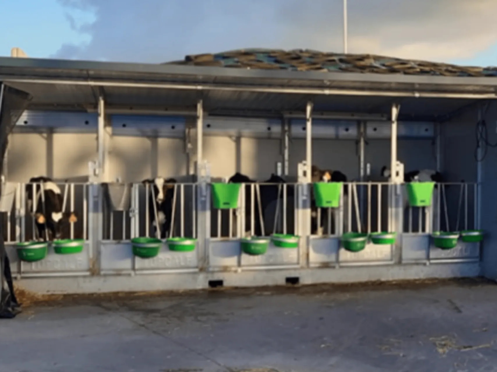 Healthy and resilient calves thanks to optimal design