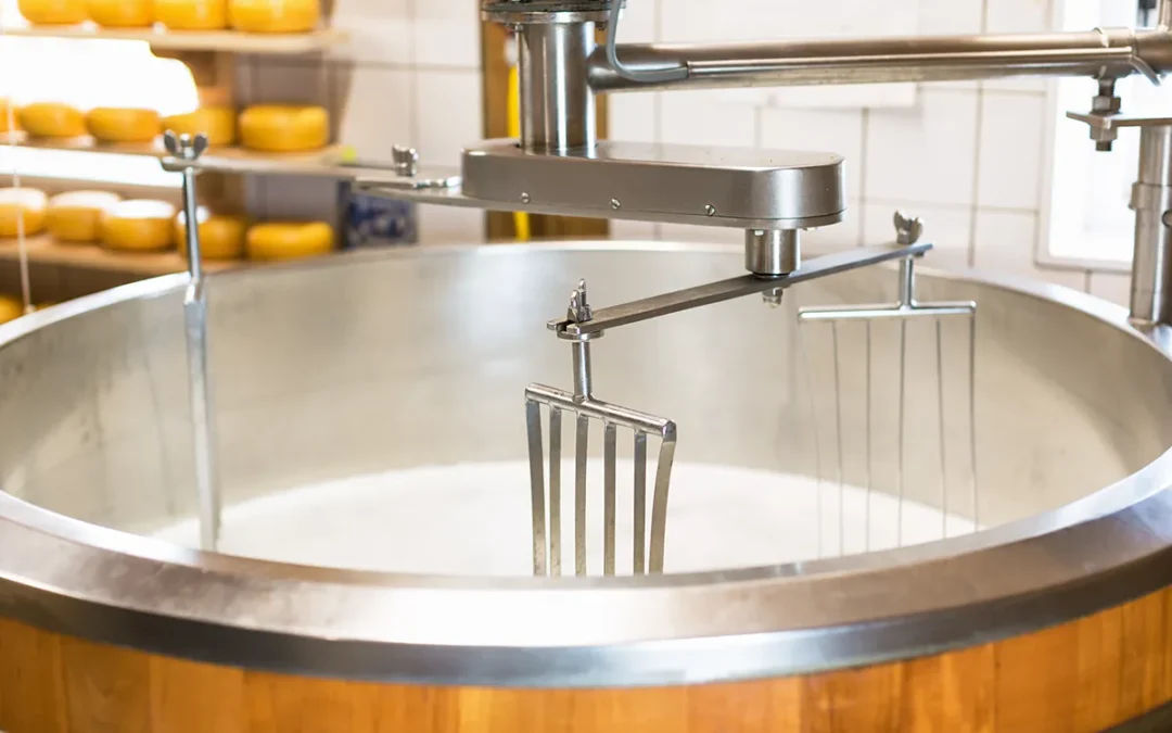 Gute Milchqualität entscheidet über gute Käsereiprodukte