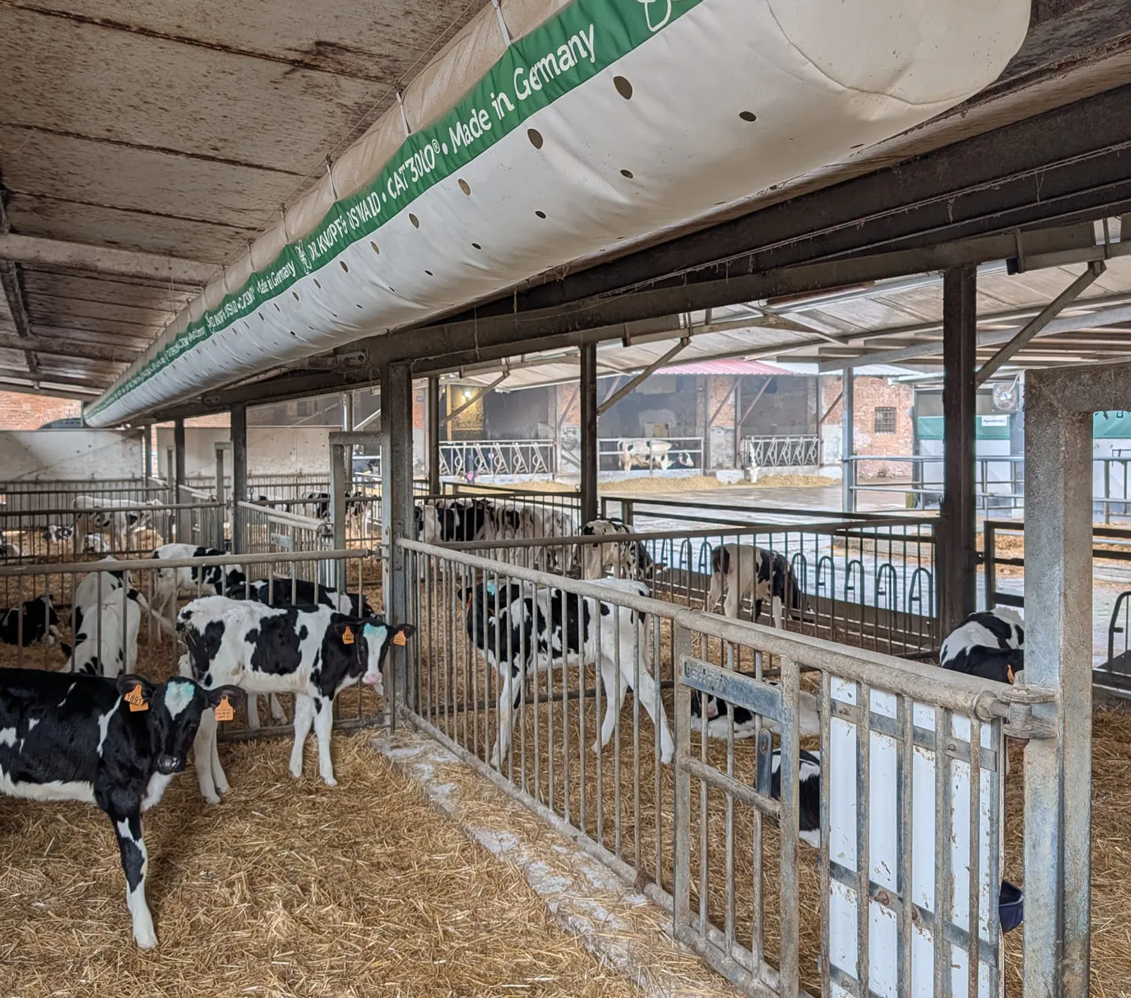 cattaneo-kaelber-stall Ivana Giaroli mit ihren vitalen Kälbern im optimal belüfteten Stall